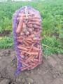 Свежий картофель, морковь, капуста и свекла весной в Алтайском крае